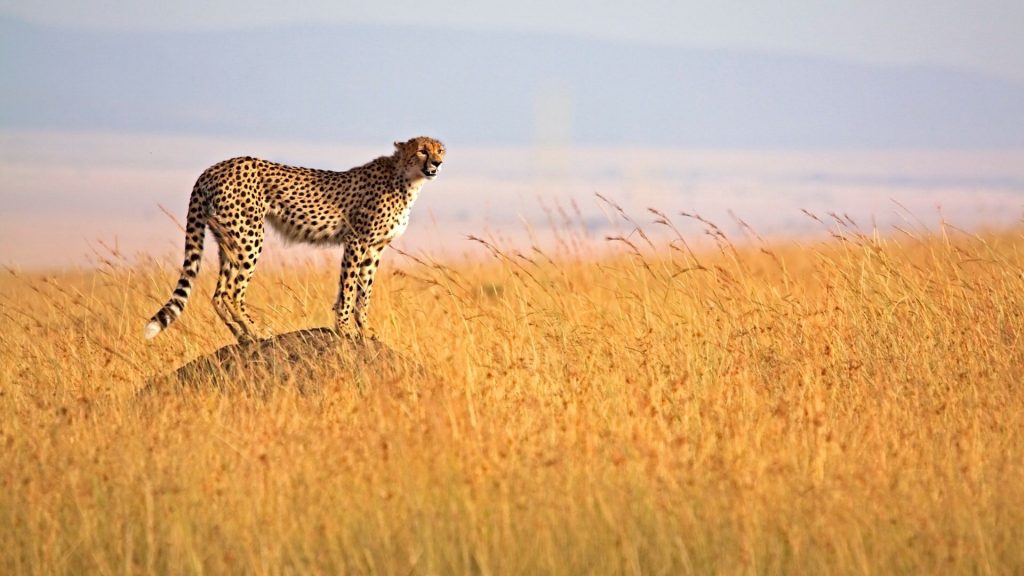 Maasai Mara Kenya jpg