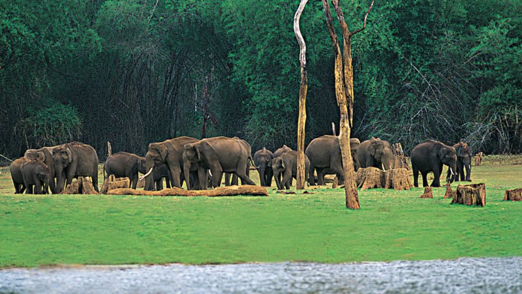 Thekkady Encounter Wildlife in Periyar National Park jpg