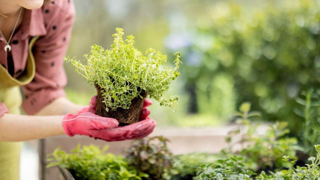 Home Gardening
