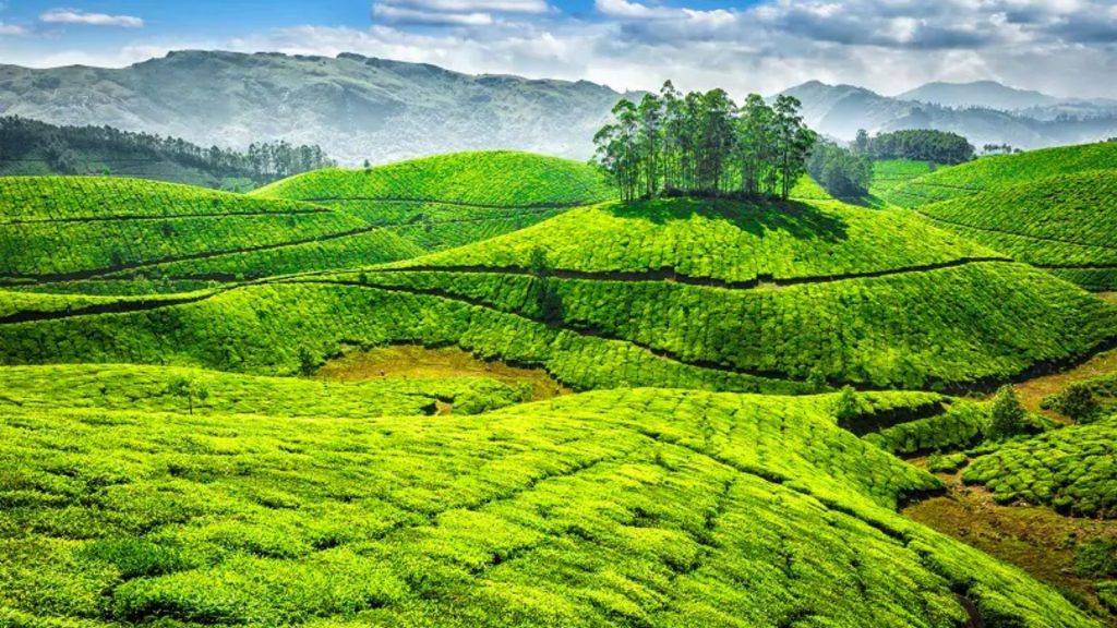  Tea Estates Ooty 