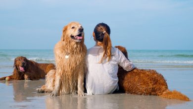 Best Pet-Friendly Paradise Destinations