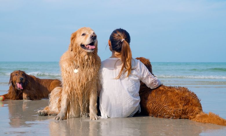 Best Pet-Friendly Paradise Destinations